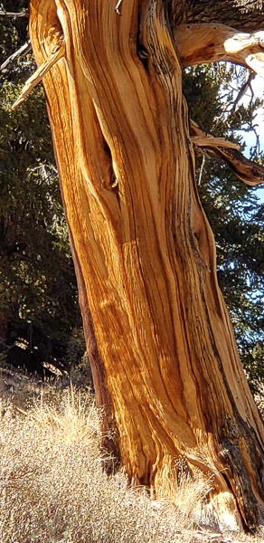 Ancient Bristlecone Pine Forest